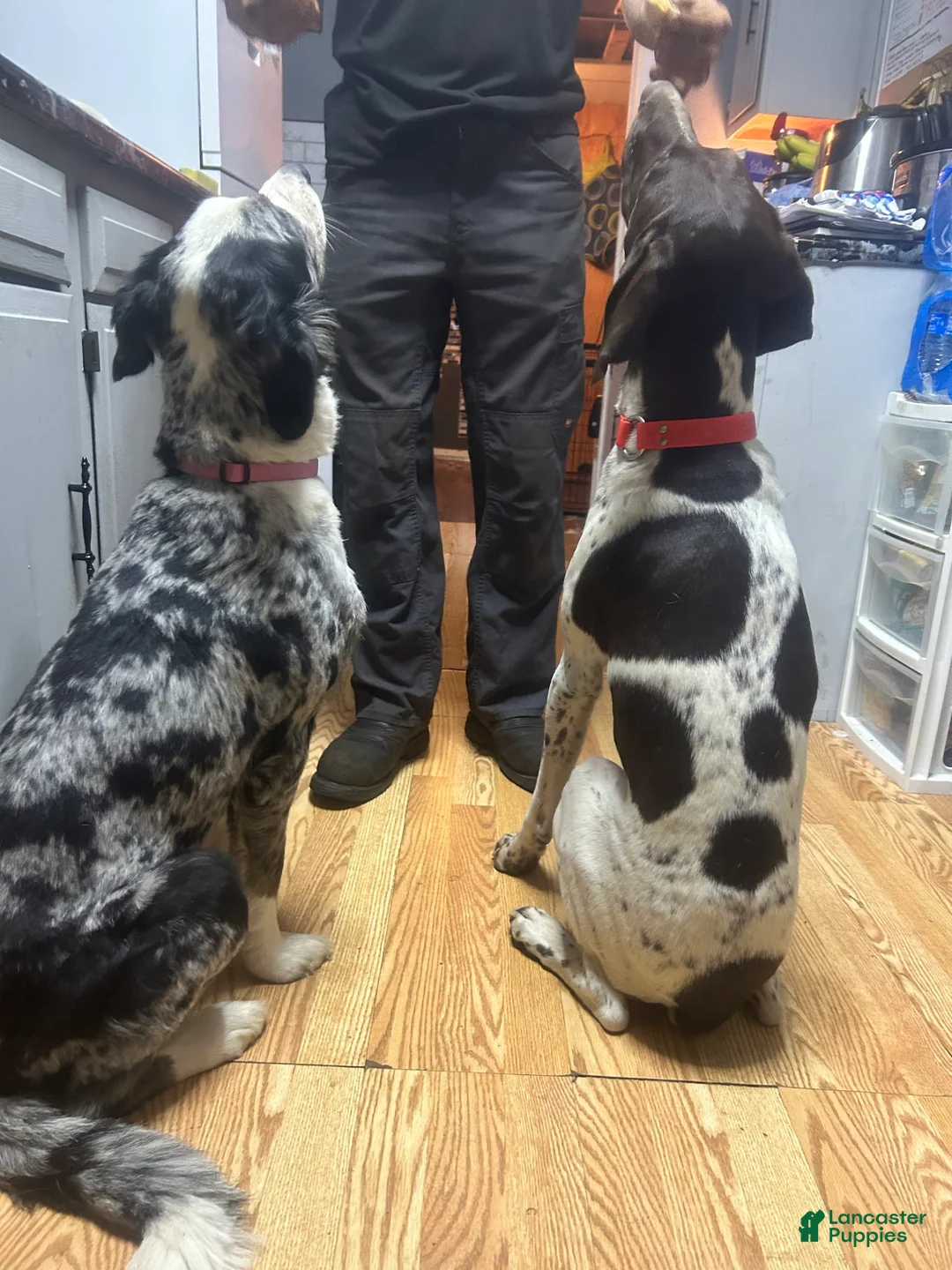 Gallery Image {{count}}