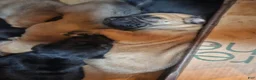 Mixed Breed dogs for sale: The group  - Ad 5