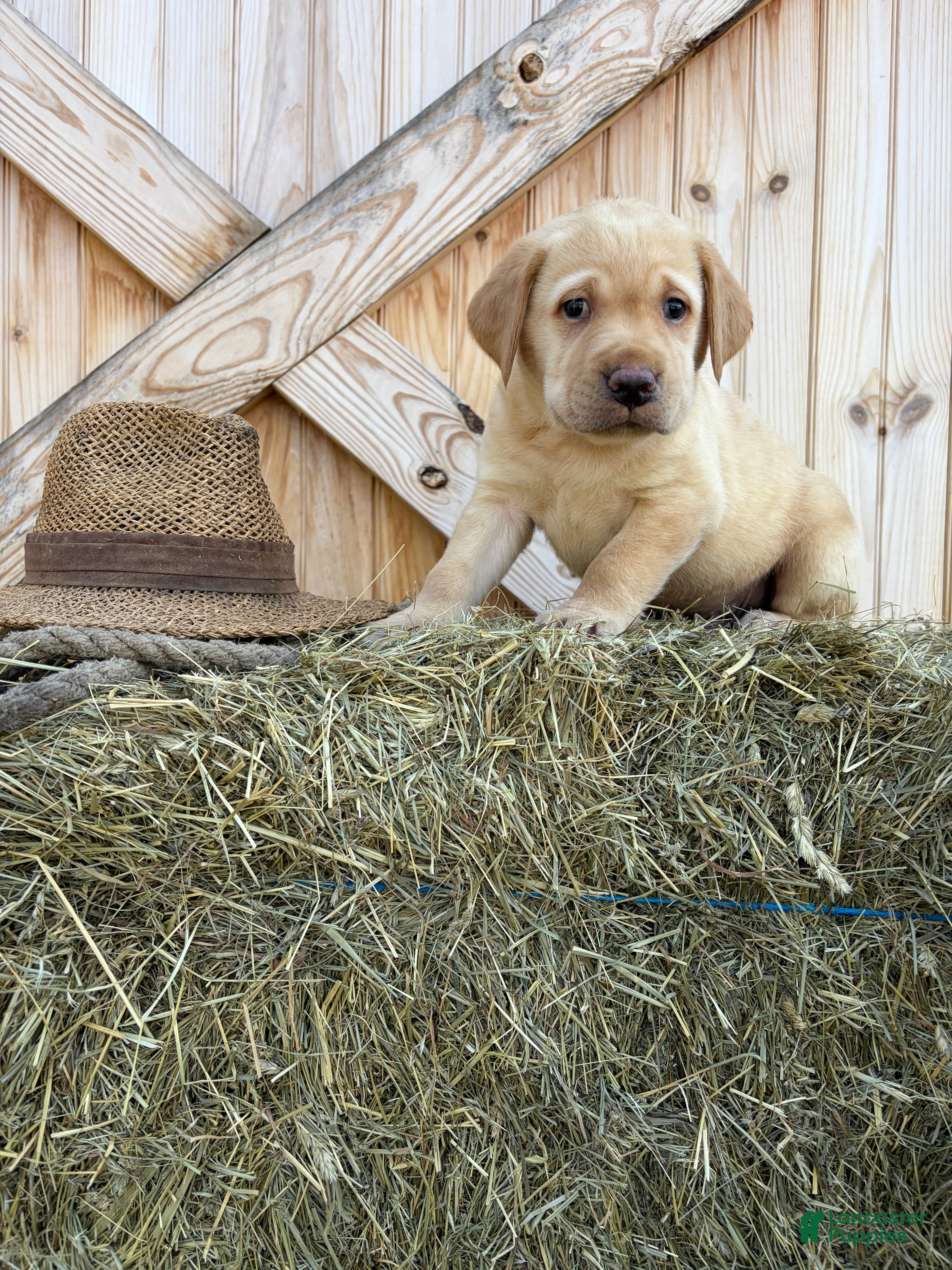 Labrador Retriever dogs Scout - Ad 22