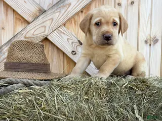 Labrador Retriever dogs Scout - Ad 22