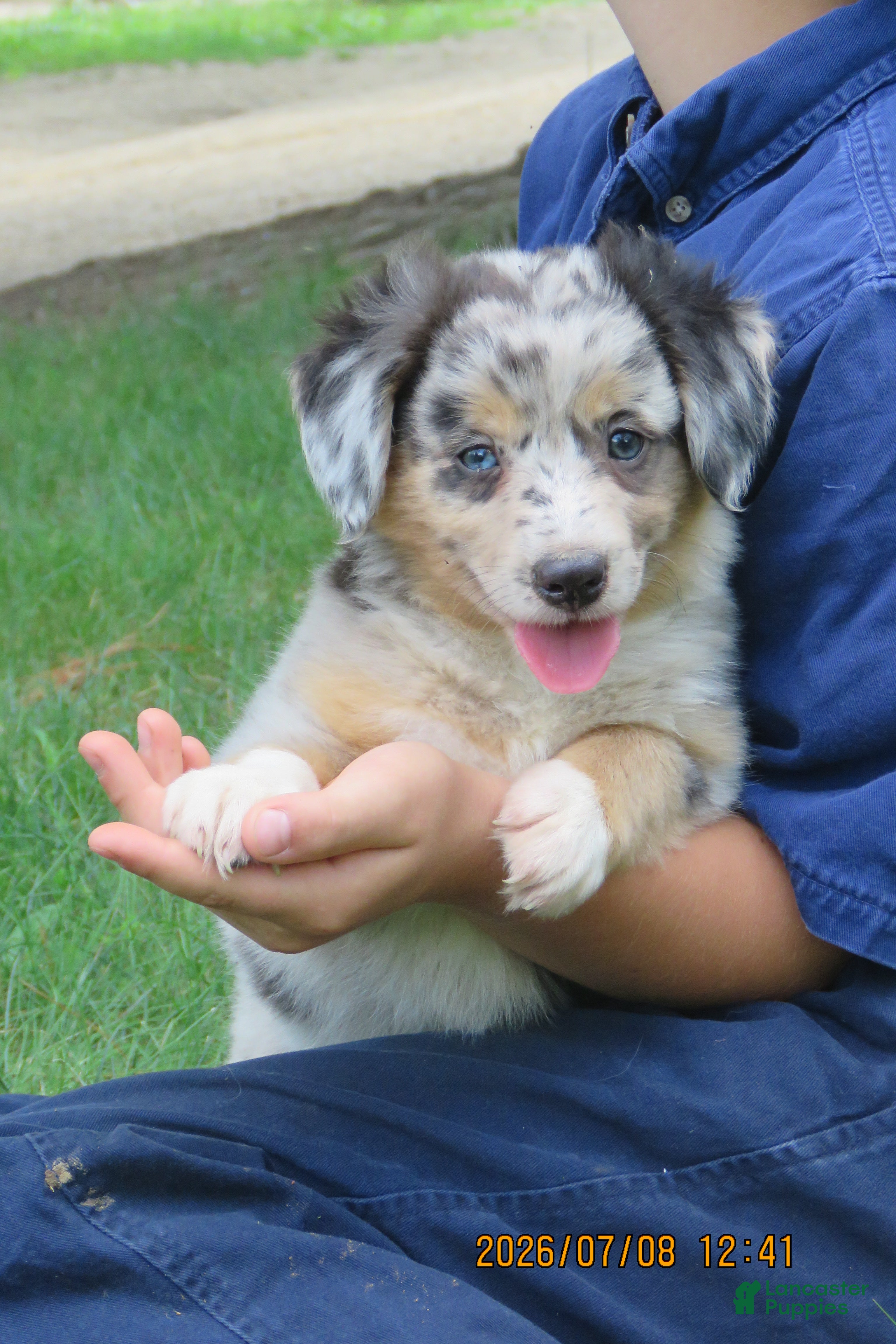 Miniature Australian Shepherd dogs Honey - Ad 1