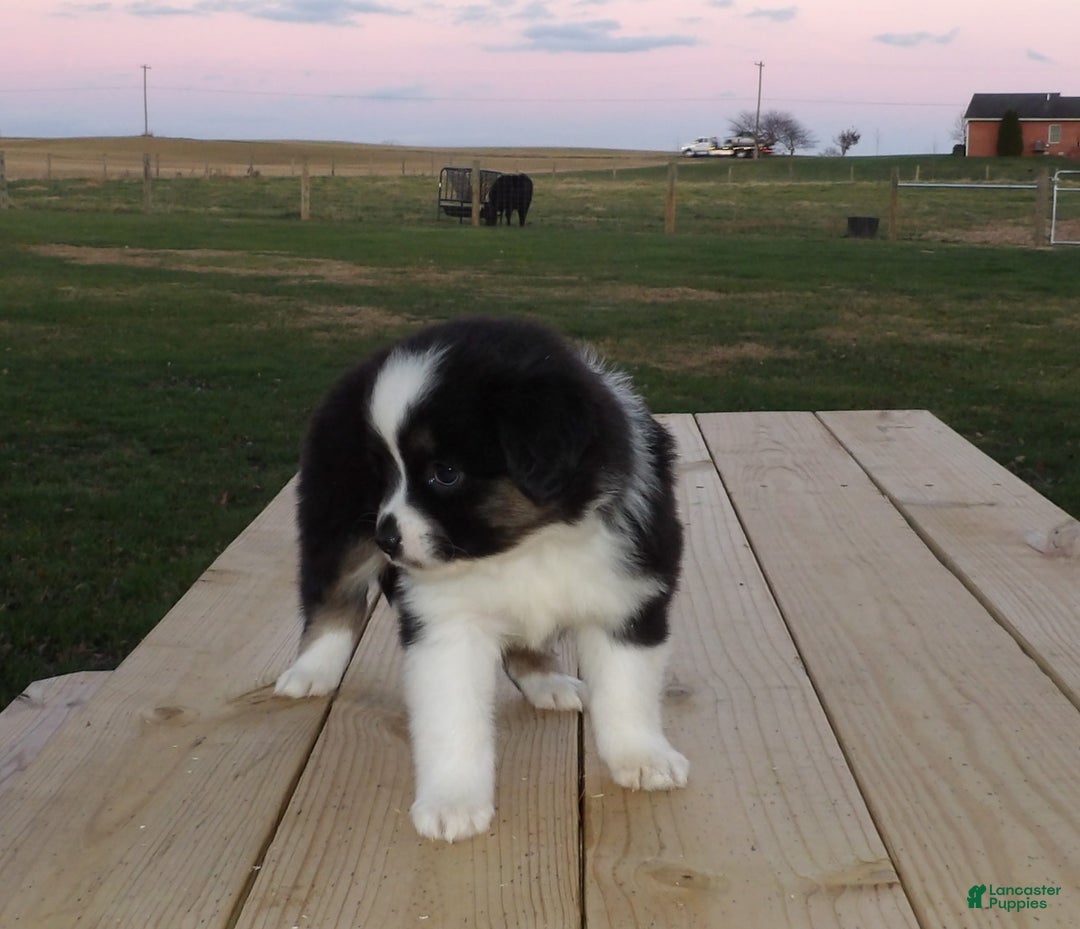 Miniature Australian Shepherd dogs for sale: Polly - Ad 2