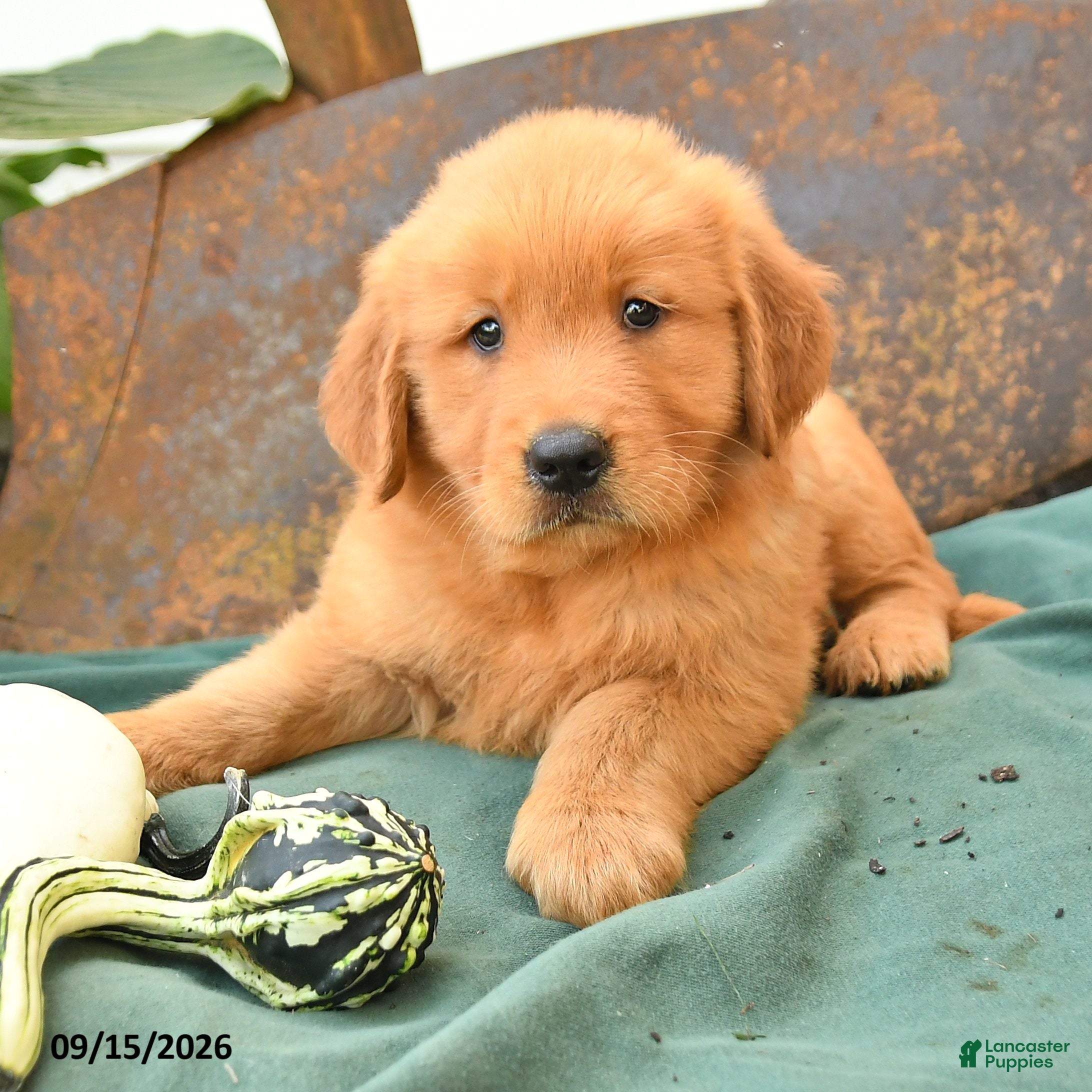 Golden Retriever dogs Axel - Ad 2