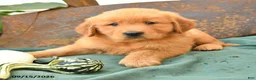 Golden Retriever dogs for sale: Axel - Ad 2