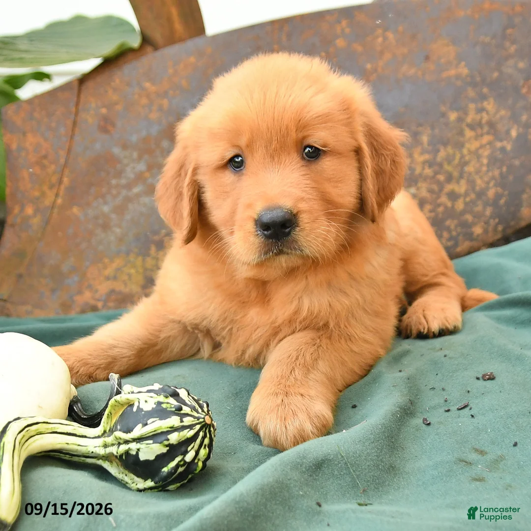 Golden Retriever dogs for sale: Axel - Ad 2