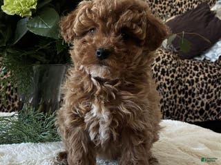 Toy Poodle dogs Rihana - Ad 37