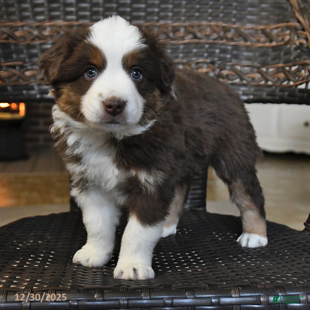 Miniature Australian Shepherd dogs for sale: Dale - Ad 2