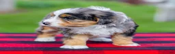 Mini Aussiedoodle dogs for sale: Baxter - Ad 2