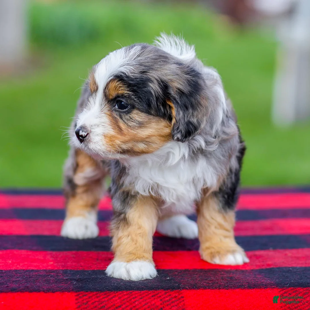 Mini Aussiedoodle dogs for sale: Baxter - Ad 2