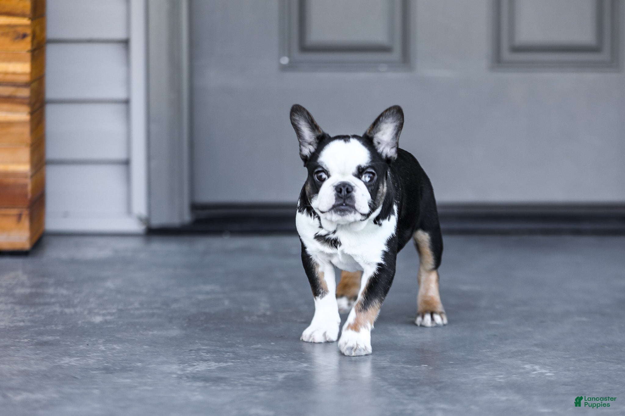 French Bulldog dogs Sheba - Ad 2