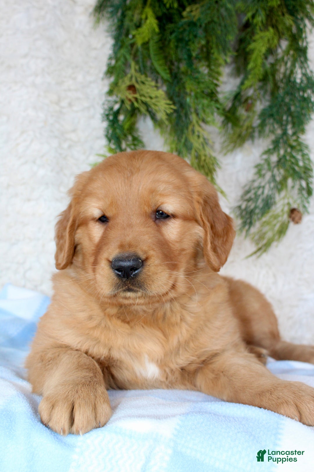 Golden Retriever dogs for sale: Rocky  - Ad 7