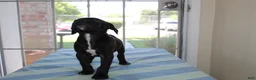 American Bully dogs for sale: American Bully 3 - Ad 5
