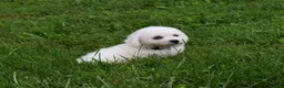 Bichon Frise dogs for sale: Travis 🐾 - Ad 6