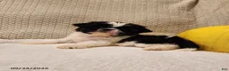 Shih Tzu dogs for sale: Tucker - Ad 2