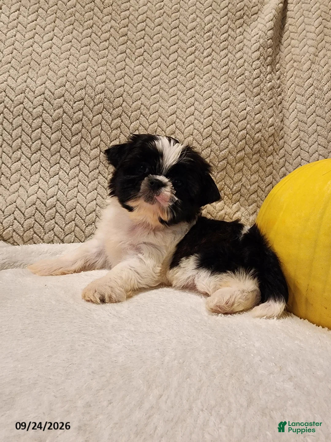 Shih Tzu dogs for sale: Tucker - Ad 2
