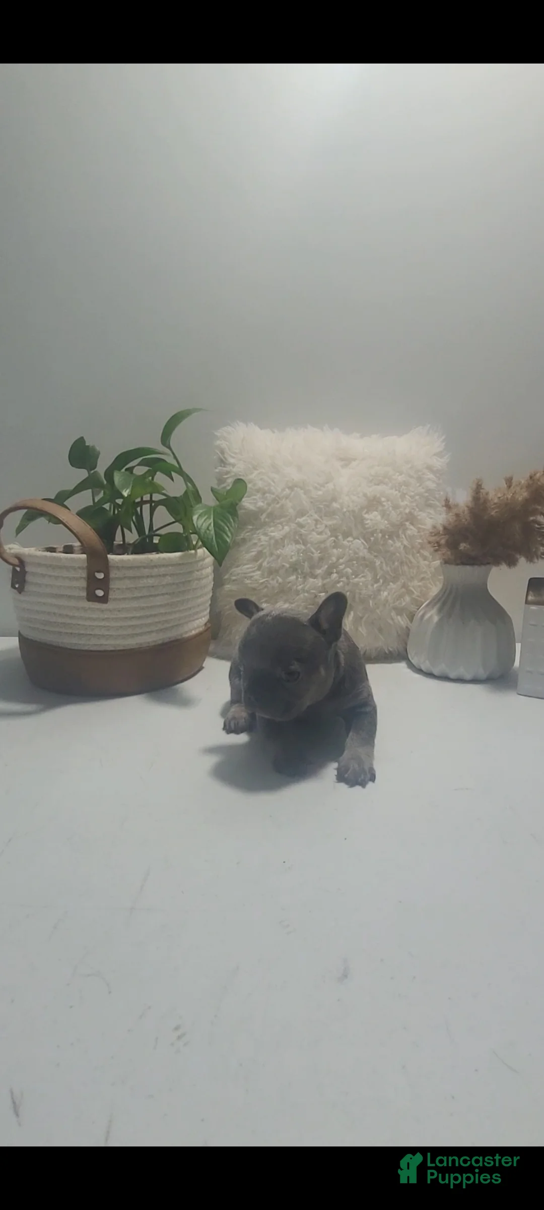 French Bulldog dogs for sale: French Bulldog Puppy 3 - Ad 2