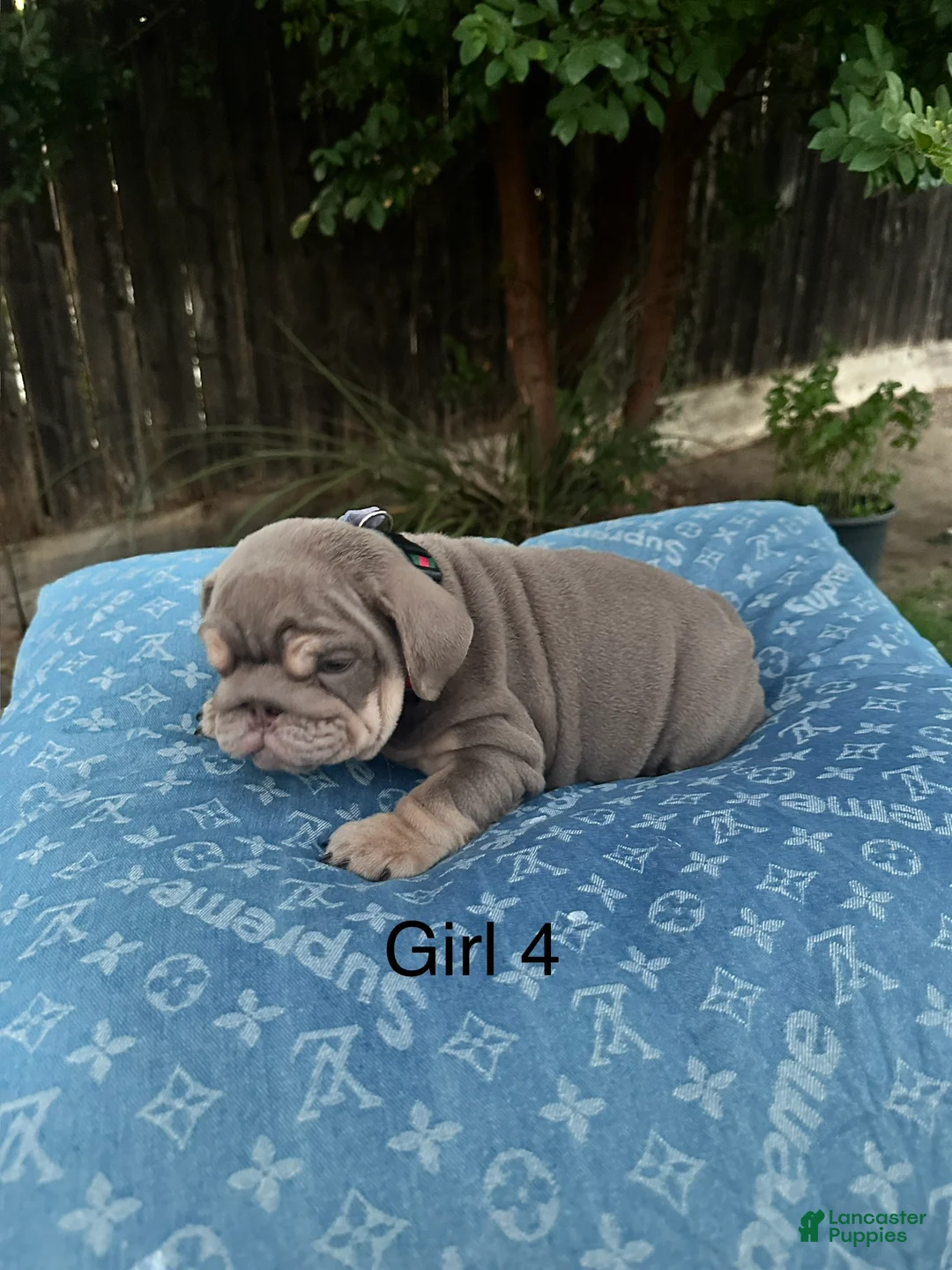 English Bulldog dogs for sale: English Bulldog 7 - Ad 1