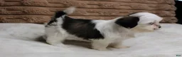 Shih Tzu dogs for sale: Izzy - Ad 5
