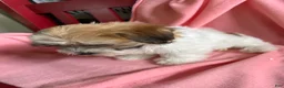 Havanese dogs for sale: Havanese Puppy 6 - Ad 3