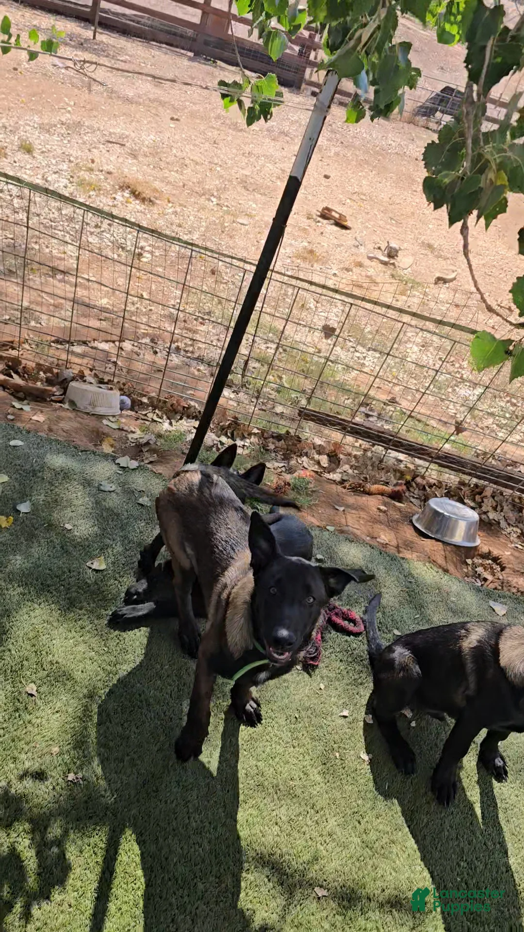 Belgian Malinois dogs for sale: Green Collar Boy - Ad 1