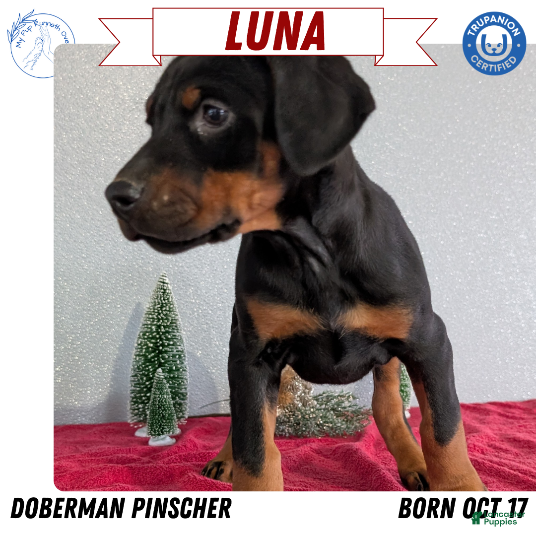 Doberman Pinscher dogs Luna - Ad 4