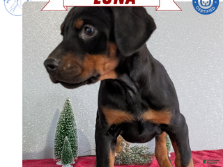 Doberman Pinscher dogs Luna - Ad 4