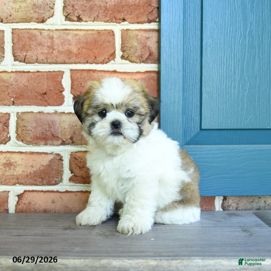 Teddy Bear dogs Scout - Ad 2