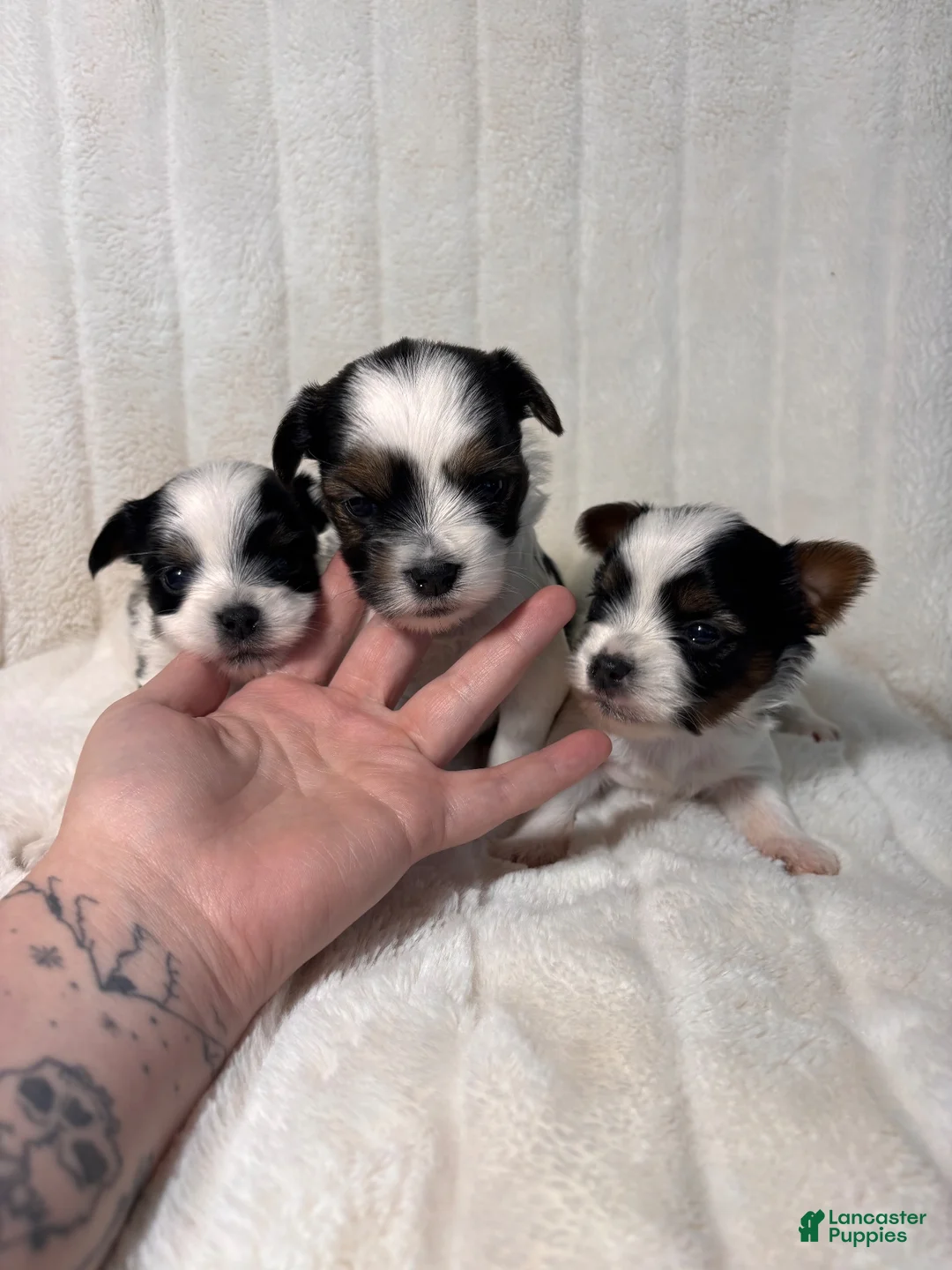 Yorkshire Terrier dogs for sale: Yorkshire Terrier 2 - Ad 10