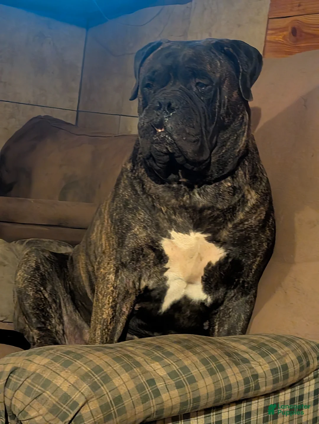 Bullmastiff dogs for sale: Bullmastiff Puppy 1 - Ad 9