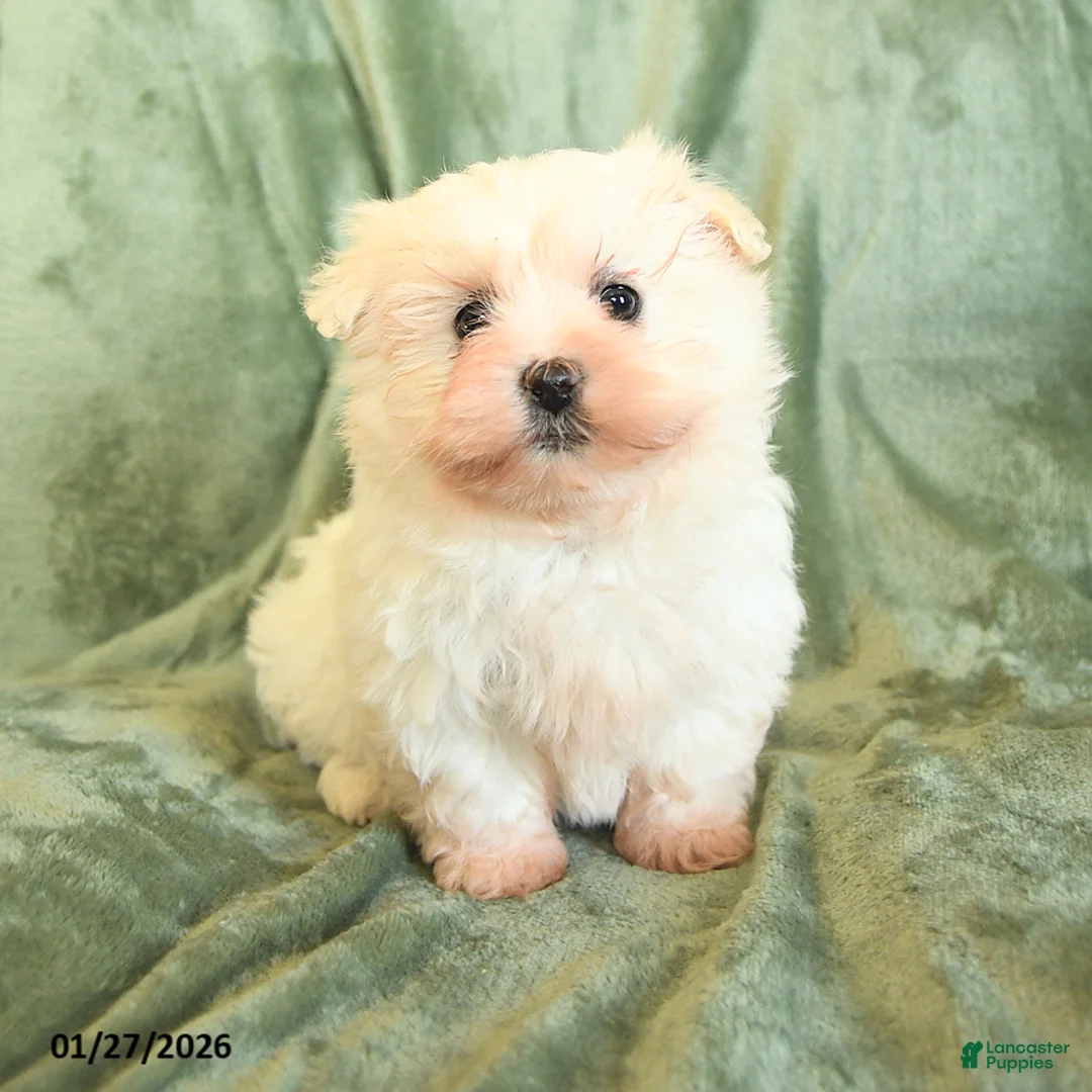 Maltipoo dogs for sale: Curly - Ad 2