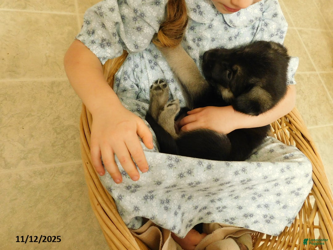 German Shepherd dogs for sale: Tessie - Ad 4