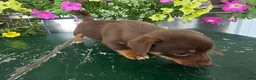Chihuahua dogs for sale: Tyler - Ad 9