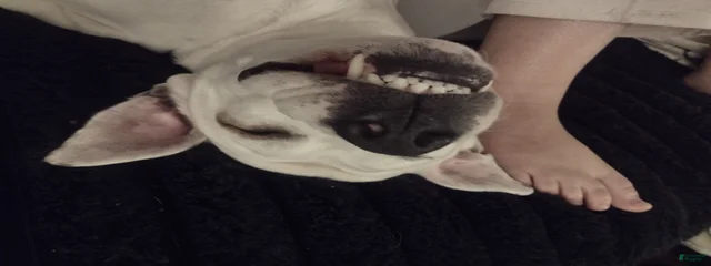 Nova 