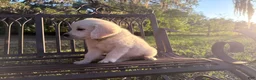 Golden Retriever dogs for sale: Barbie of Avalon - female Golden retriever great Service dog prospect ! - Ad 6