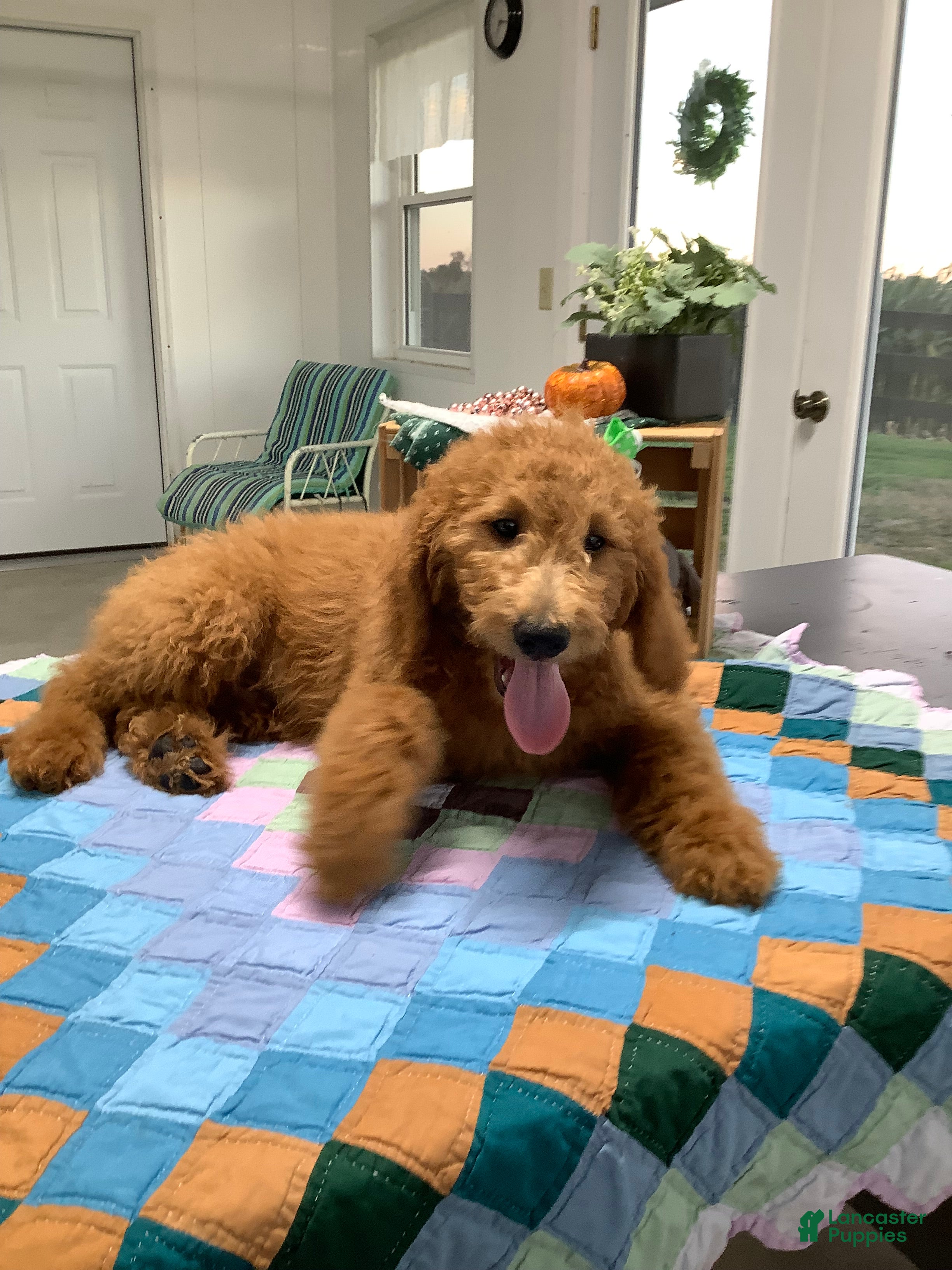 Goldendoodle dogs for sale: Goldendoodle 1 Rascal - f1b   - Ad 1