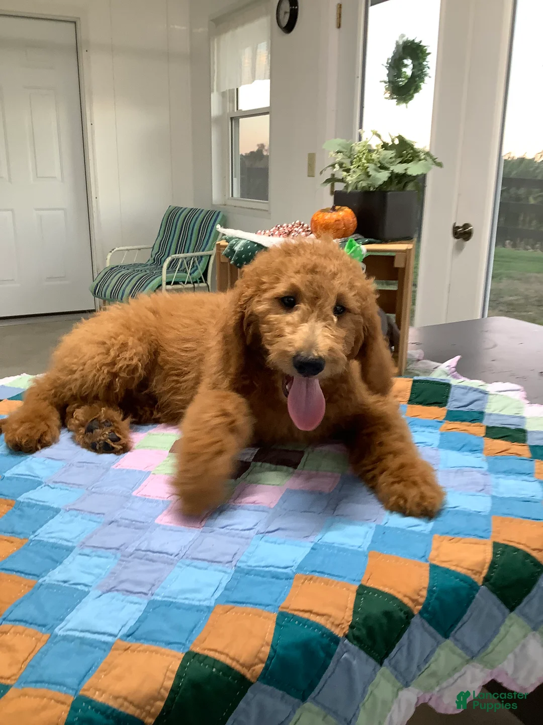 Goldendoodle dogs for sale: Goldendoodle 1 Rascal - f1b   - Ad 1