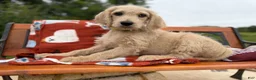 Labradoodle dogs for sale: Zuri (Girl) - Ad 5