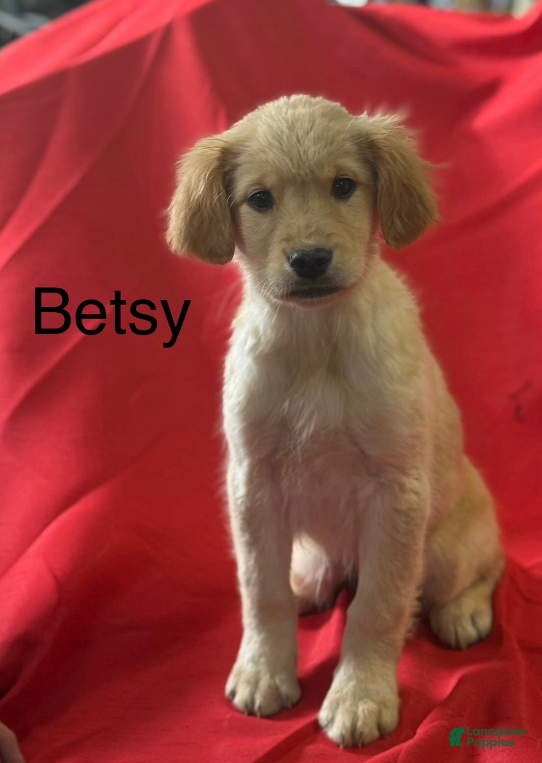 Golden Retriever dogs Betsy - Ad 39