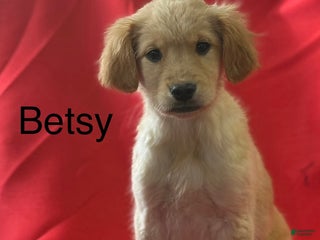 Golden Retriever dogs Betsy - Ad 17