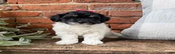 Havapoo dogs for sale: Maisy  - Ad 6