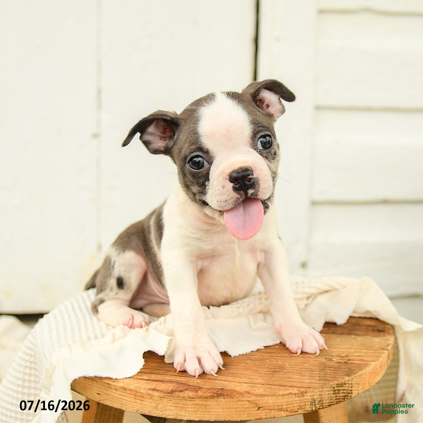 Boston Terrier dogs Caleb - Ad 2