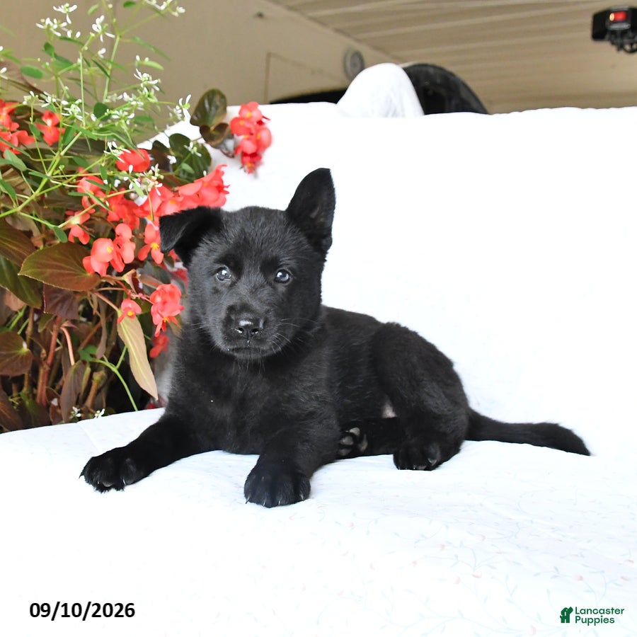 German Shepherd dogs Maisie - Ad 2