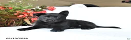 German Shepherd dogs for sale: Maisie - Ad 2