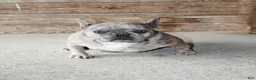 French Bulldog dogs for sale: Melody - Ad 4
