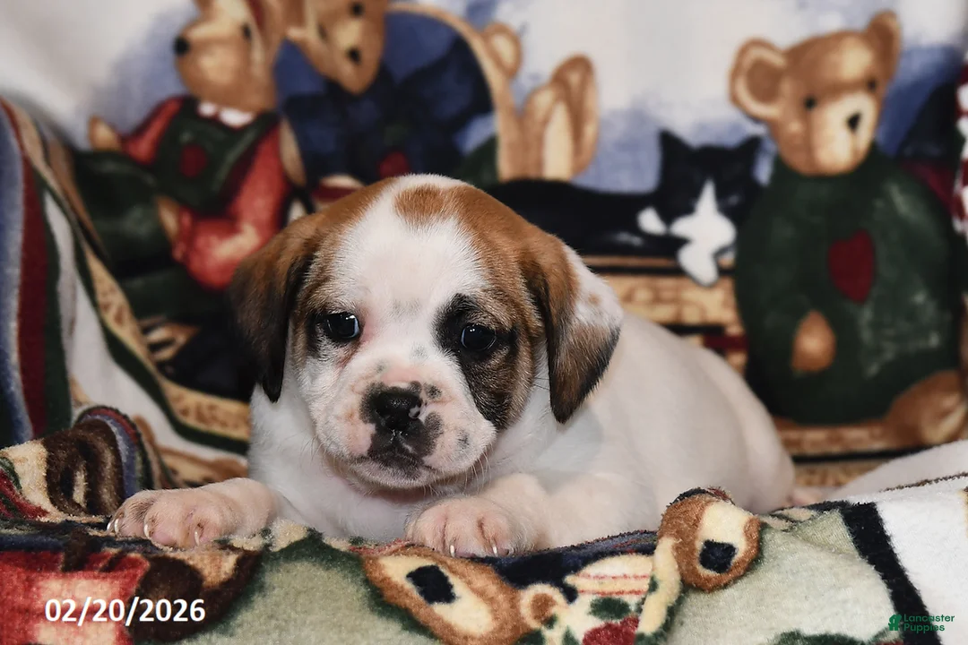 Mixed Breed dogs for sale: Jake - Ad 3