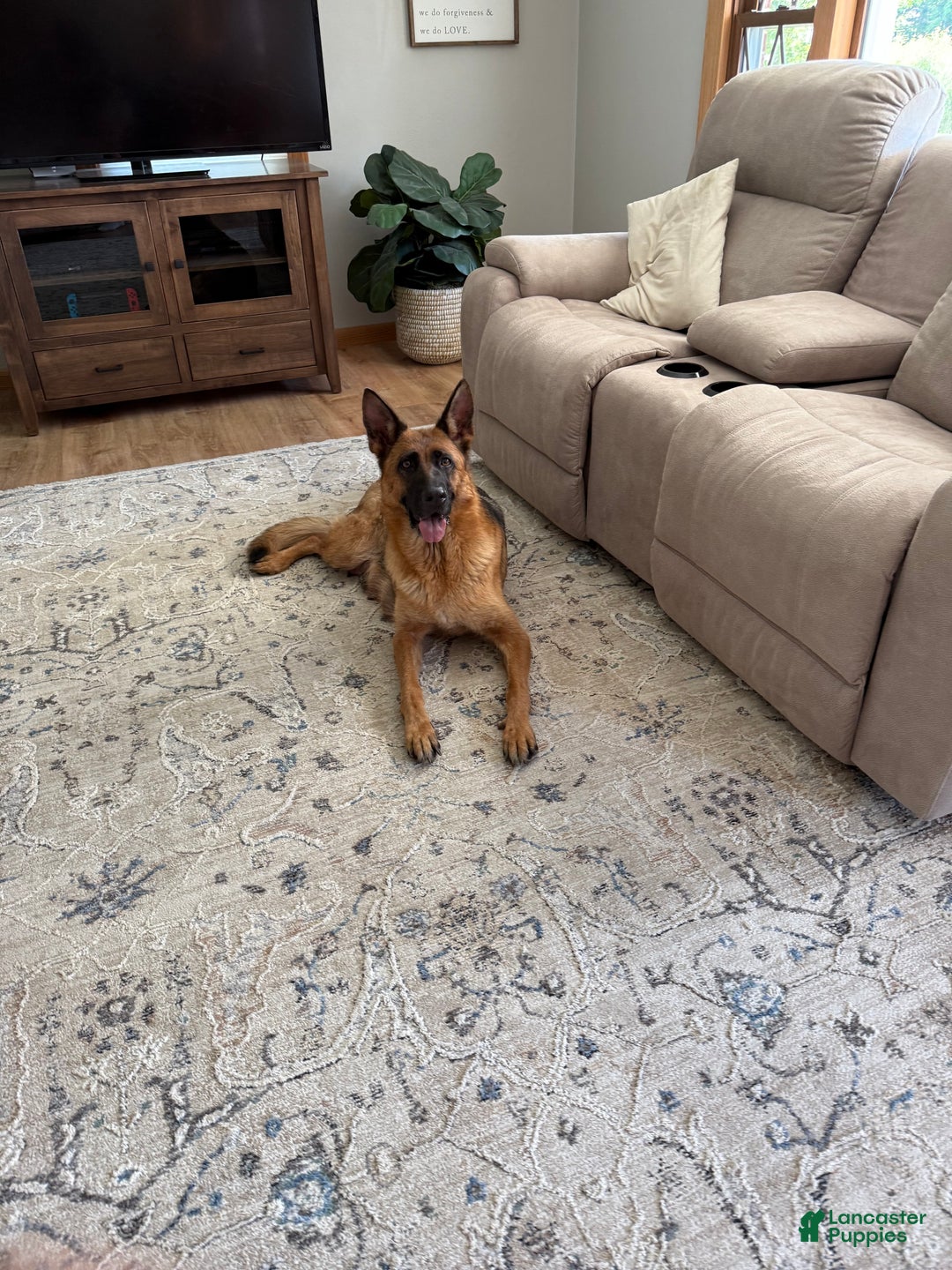 German Shepherd dogs for sale: German Shepherd Puppy 1 - Ad 18