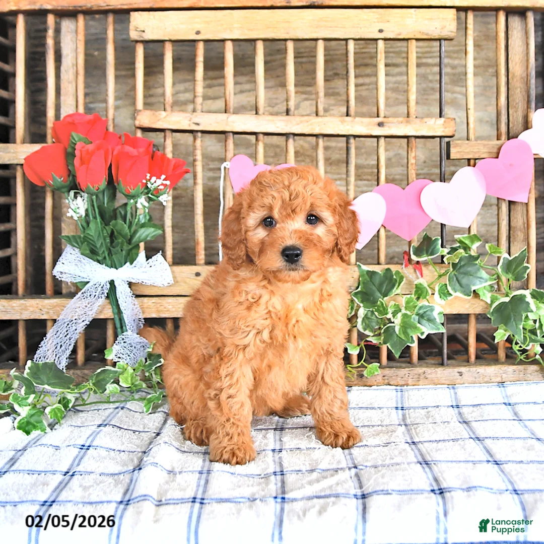 Mini Goldendoodle dogs for sale: Martina - Ad 2