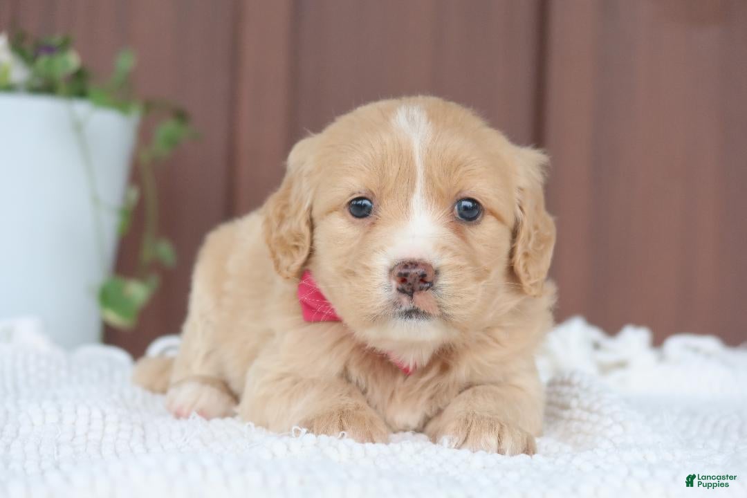 Miniature Golden Retriever dogs Miniature Golden Retriever Puppy 3 - Ad 1