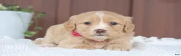 Miniature Golden Retriever dogs for sale: Miniature Golden Retriever Puppy 3 - Ad 1