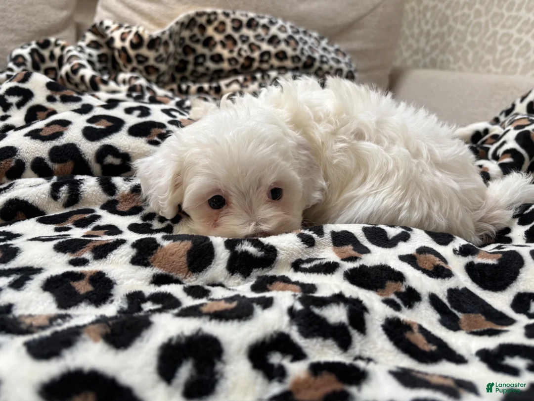 Maltipoo dogs for sale: Snow - Ad 10